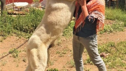 60 yıldır 'Çökelez Aslan'ı yetiştiriyorlar