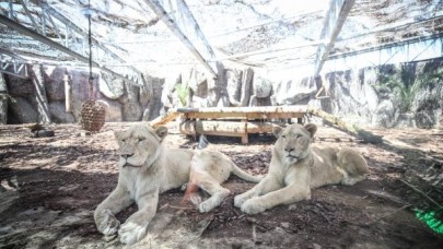 Türkiye'nin ilk beyaz aslanları İstanbul'da