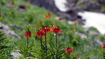 Dağların süsü ters laleler görenleri büyülüyor