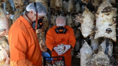 Cezaevinde istiridye mantarı hasadı