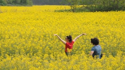 Kanola tarlaları doğal fotoğraf stüdyosuna döndü