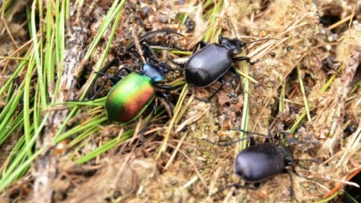 'Terminatör böcek'ler iş başında