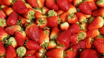 Karadeniz'de çilek hasadına başlandı