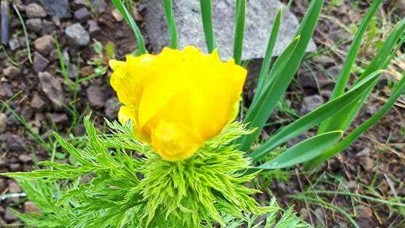 150 yıl sonra görülen 'kandamlası’ bitkisine özel koruma