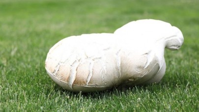 7 kilo 125 gramlık dev mantar bulundu