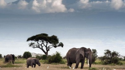 Afrika'nın güneyinde fil avlama yasağının kaldırılması gündemde