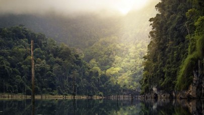 Amazon'daki orman kaybı yüzde 20 arttı