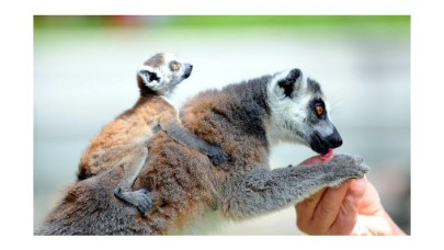 Annelerinden ayrılmayan yavru lemurlar ilgi odağı