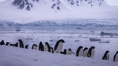 Antarktika'da 2016'da binlerce yavru penguen boğulmuş