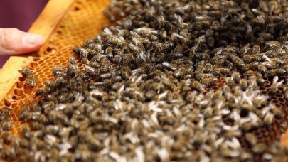 Arı ölümleri mercek altına alınacak