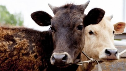 Avusturya hükümetinden uyarı: İnekleri öpmekten vazgeçin