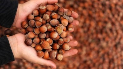 Bakan Pakdemirli açıkladı: Hedef 1 milyon ton