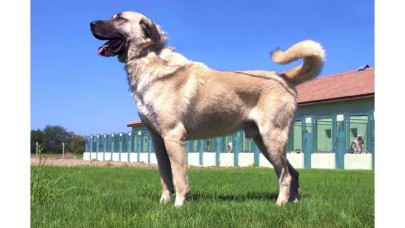 Bakanlıktan kangal ve akbaşların genlerine özel koruma