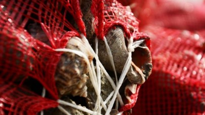 Balıkçılar yüzünü 'salyangoz'a döndü