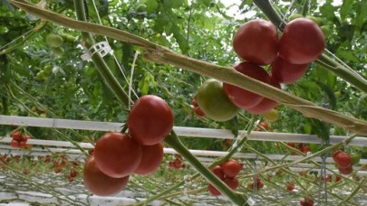 Batı Akdeniz 4 ayda 62 milyon dolarlık domates ihraç etti
