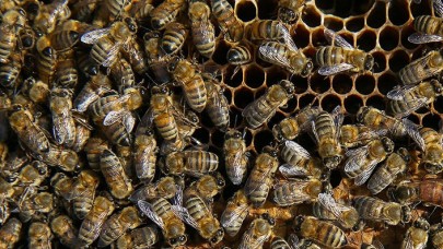 Bazı arı ve balık türleri tescil edildi