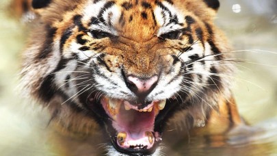 Bengal kaplanının soyu tükenme riskiyle karşı karşıya