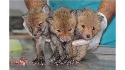 Bitkin bulunan 3 yavru tilki korumaya alındı