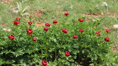 Sadece mayıs ve haziran ayında açıyor! Bu çiçeği koparmanın cezası 60 bin lira