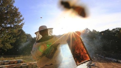 Çam balında hedef 100 milyon dolar