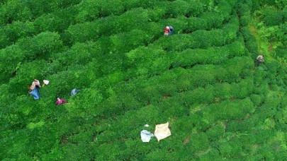 'ÇAYKUR 100 bin tonun üzerinde yaş çay alımı gerçekleştirdi'