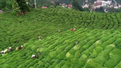 ÇAYKUR yaş çay alımlarına yarın başlayacak