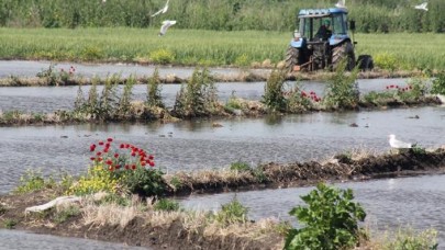 Çeltik ekimlerine başlandı