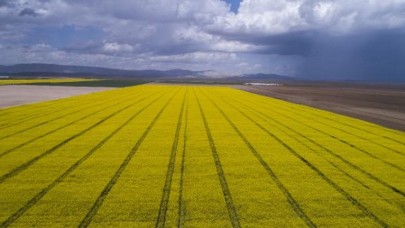 Çiftçinin yeni gözdesi kanola