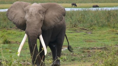 Çin'de 7 tondan fazla fil dişi ele geçirildi