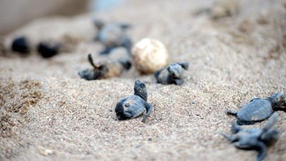 Çıralı'nın 'koruyucuları'nda tarihi rekor