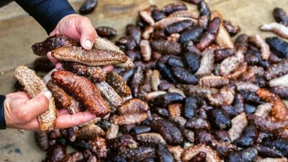 Deniz patlıcanı avlamak yasaklandı