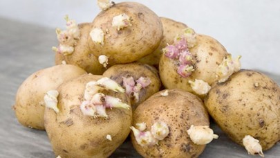 Dikkat! Filizlenen patates öldürebilir