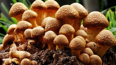 Dikkat! Sağlık Bakanlığı'ndan önemli uyarı