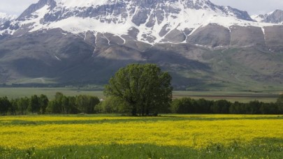 Düğün çiçekleri Ovacık'ı sarıya boyadı