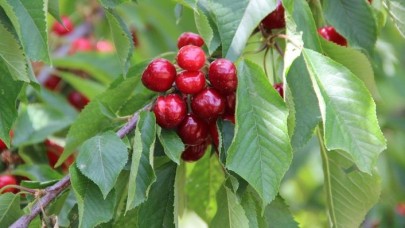 Dünyanın kirazı Manisa'dan