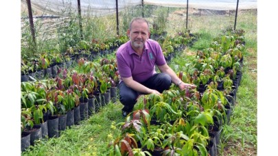 Gazipaşa'da mango ağacı sayısı 5 bini buldu