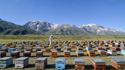 Göçer arıcıların zorlu mesaisi