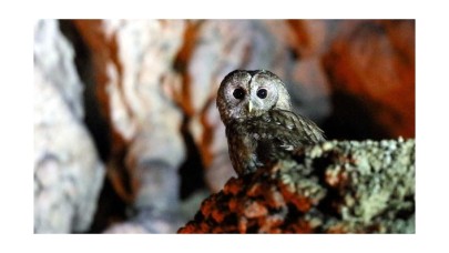 Gökgöl Mağarası’na alaca baykuş ailesi yerleşti