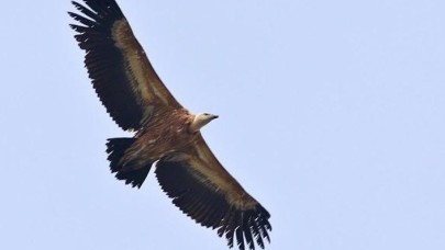 Hersek Lagünü'nde kızıl akbaba görüldü