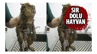 İnşaatta bulundu! Gerçek hastanede ortaya çıktı