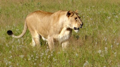 Kaçak aslan tüm kentte paniğe neden oluyor