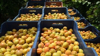 Kayısıda hem kalite hem fiyat memnun etti