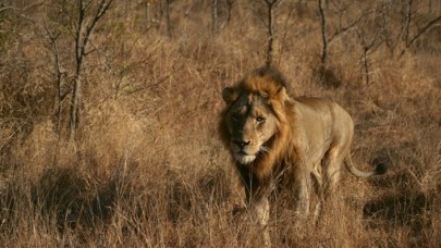 Kenti kaçak aslan korkusu sardı