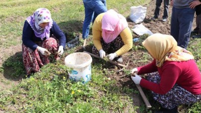 Kilosu bin liradan alıcı buluyor