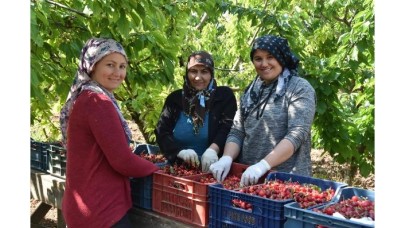 Kiraz üreticisi verimden memnun,  yüksek maliyetten dertli