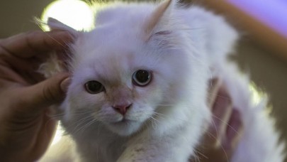 'Kısırlaştırılmamış hayvanın ticareti yapılamayacak'