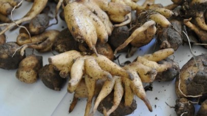 Koruma altındaki bitkiyi toplayan 5 kişiye 300 bin lira ceza