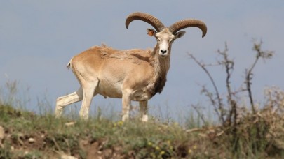 Bu hayvanı vurmanın cezası 200 bin lira