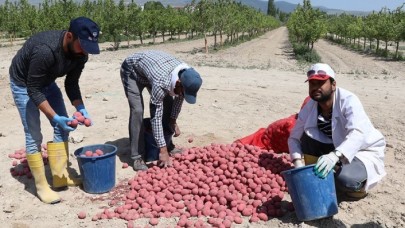 Kuraklığa dayanıklı yerli patates çeşidi geliştirildi