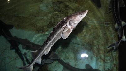 Mersin balığının Karadeniz'deki 3 türü yok oldu